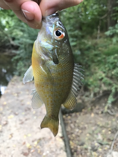 Lepomis auritus