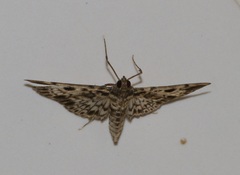 Rhimphaliodes macrostigma