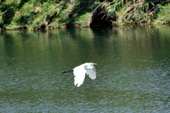Ardea alba