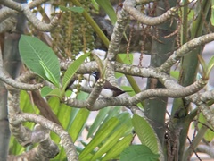 Lonchura striata