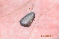 Latona cuneata