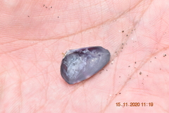 Latona cuneata