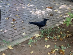 Corvus macrorhynchos