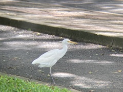Bubulcus ibis