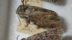 Acronicta euphorbiae