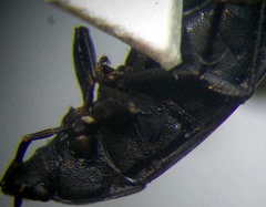 Aellopus atratus