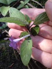 Ruellia squarrosa