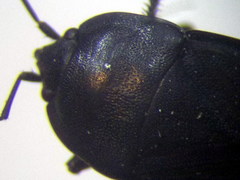 Aellopus atratus