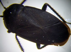 Aellopus atratus