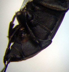 Aellopus atratus
