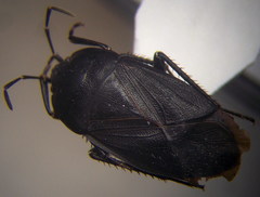 Aellopus atratus