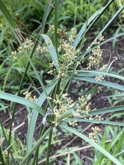 Cyperus sexangularis