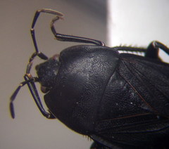 Aellopus atratus