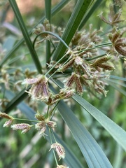 Cyperus sexangularis