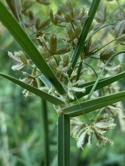 Cyperus sexangularis