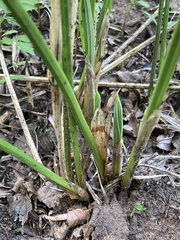 Cyperus sexangularis