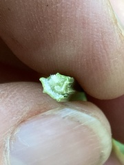 Cyperus sexangularis