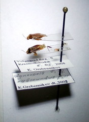 Agnocoris rubicundus