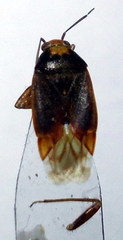 Agnocoris rubicundus