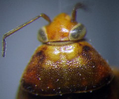 Agnocoris rubicundus