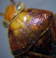 Agnocoris rubicundus