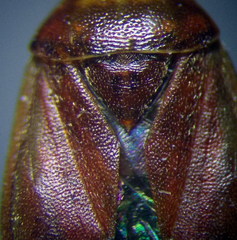 Agnocoris rubicundus