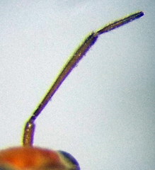 Agnocoris rubicundus