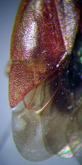 Agnocoris rubicundus