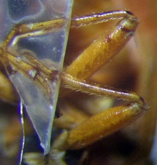 Agnocoris rubicundus