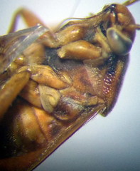 Agnocoris rubicundus