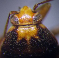 Agnocoris rubicundus