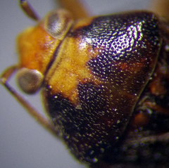 Agnocoris rubicundus