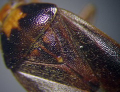 Agnocoris rubicundus