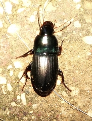 Harpalus dimidiatus