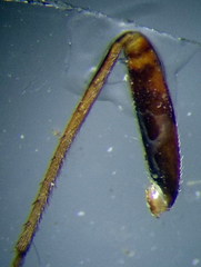 Agnocoris rubicundus