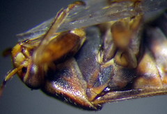 Agnocoris rubicundus