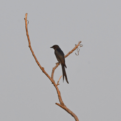 Dicrurus macrocercus