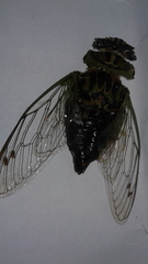Neotibicen canicularis
