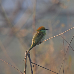 Merops orientalis