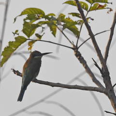 Merops philippinus
