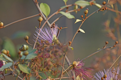 Capparis zeylanica