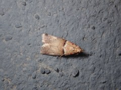 Acrobasis tumidana