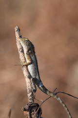 Calotes versicolor