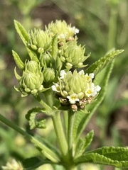 Lippia rehmannii