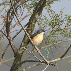 Prinia socialis