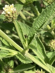 Lippia rehmannii
