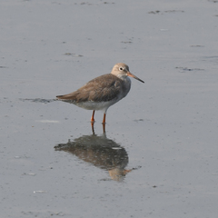 Tringa totanus