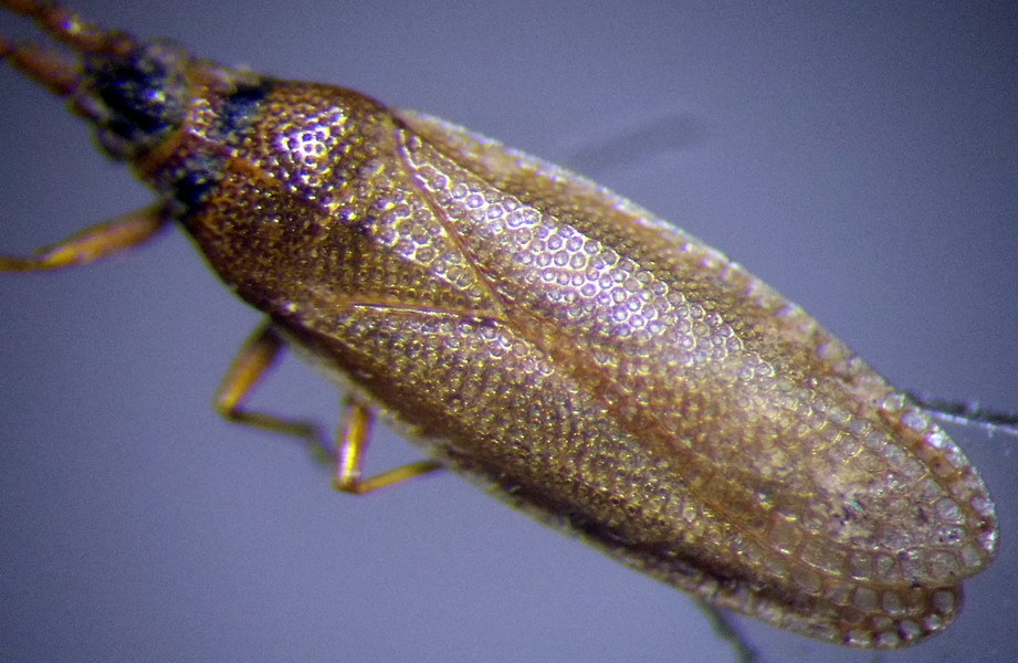 Agramma atricapillum