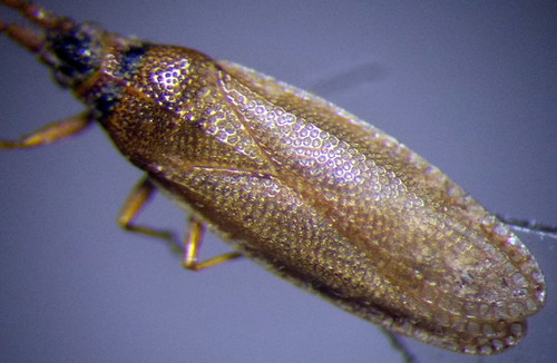 Agramma atricapillum