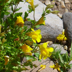 Erythranthe tilingii